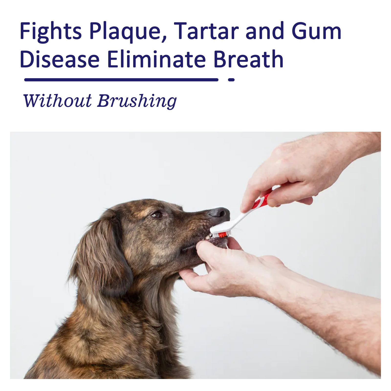 Pet Toothpaste Reduce Tartar R – Teeth Whitening Toothpaste recenzja i cena
