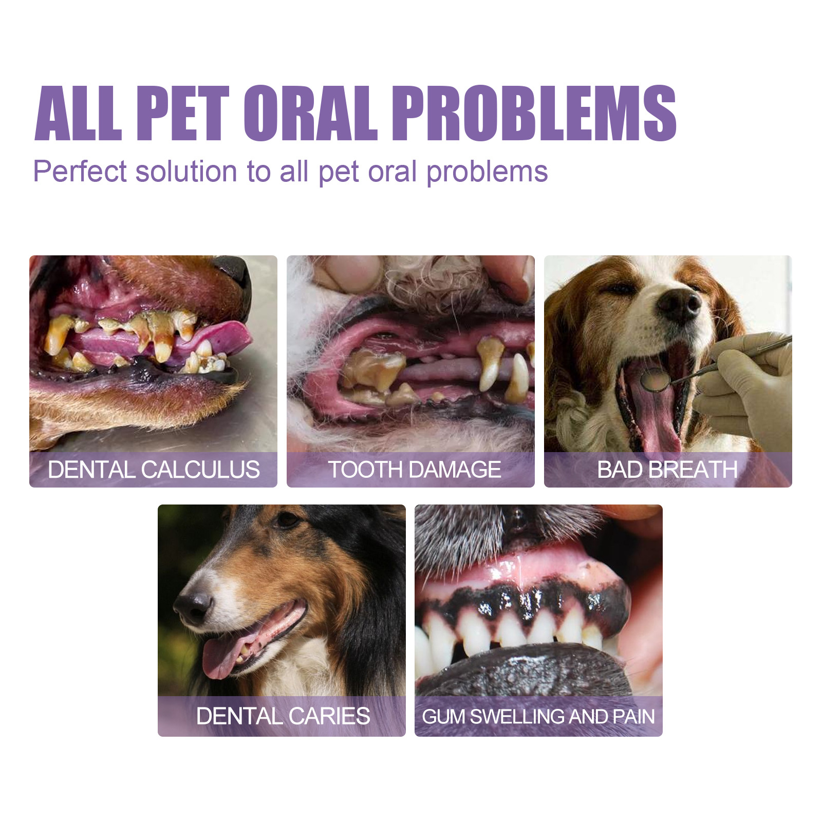 Pet Oral Repair Gel Puppy Tart – Teeth Whitening Session recenzja i cena