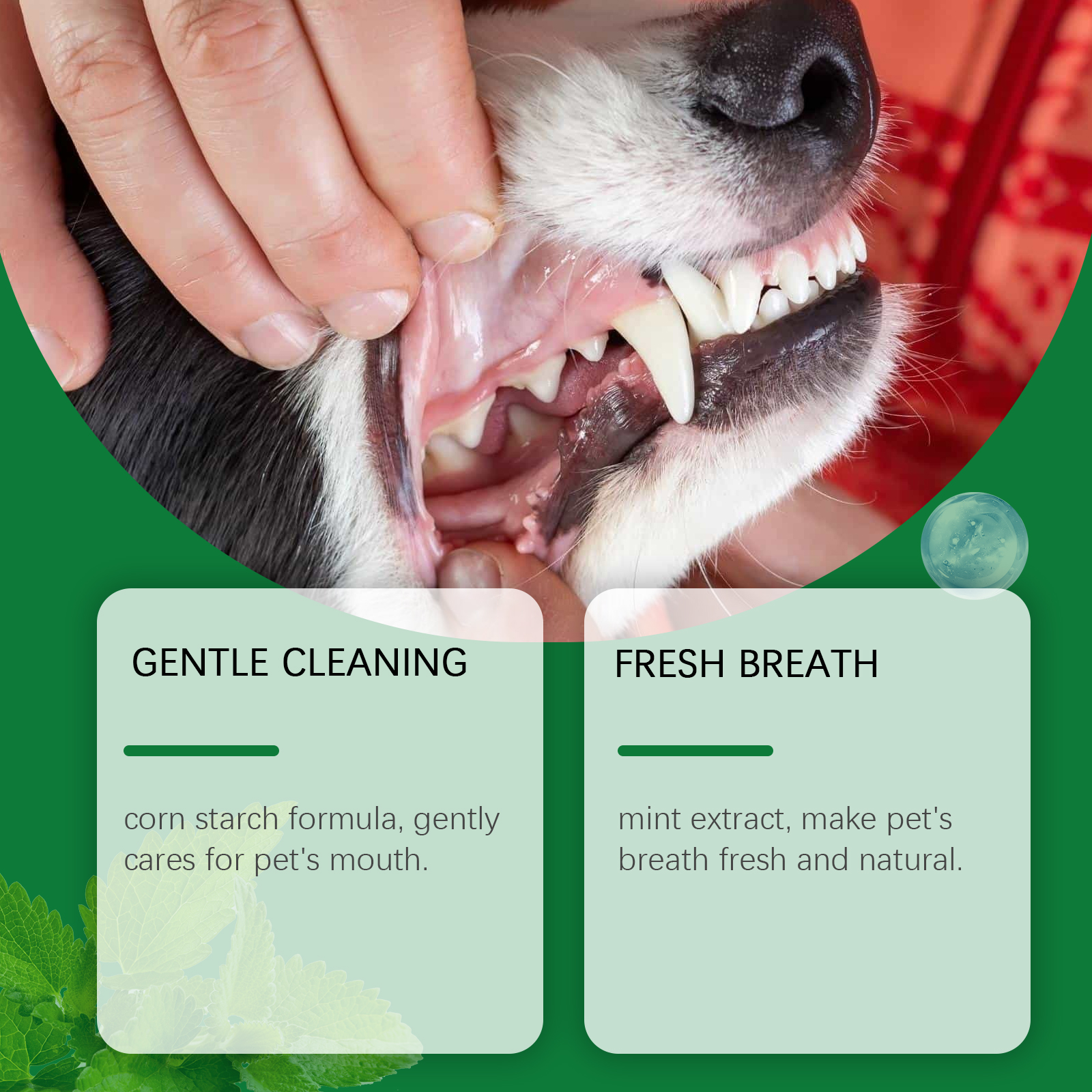 Pet Teeth Cleaning Powder Redu – Teeth Whitening Flash recenzja i cena